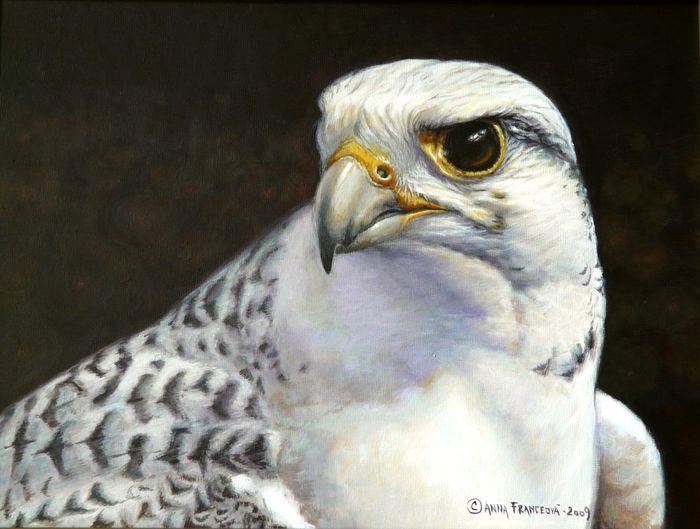 Gyrfalcon portrait
